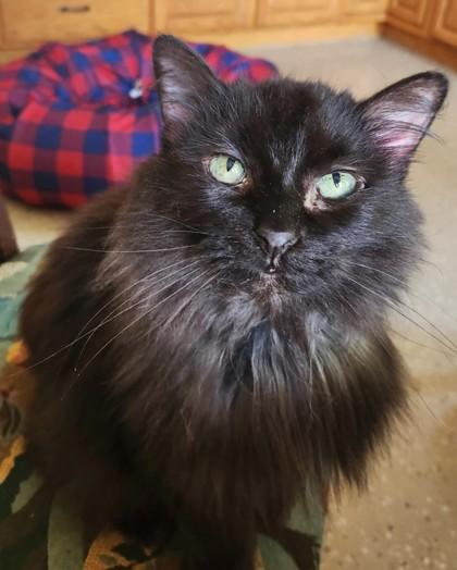 Enlarge Ashley, a Adoptable mixed breed in Waupaca, WI image 1/1