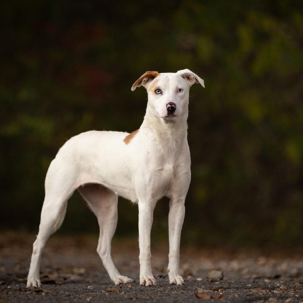 Enlarge Azul, a Adoptable mixed breed in Rossville, GA image 1/5