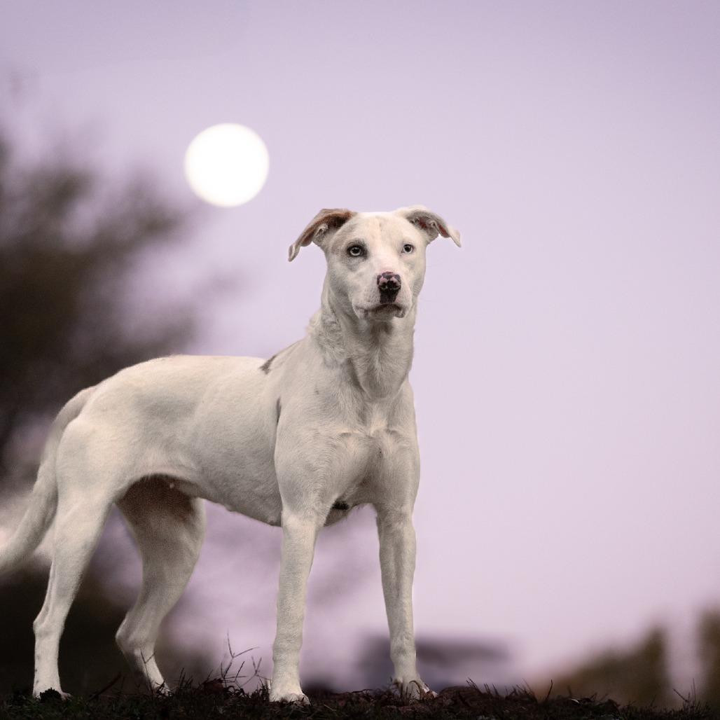 Enlarge Azul, a Adoptable mixed breed in Rossville, GA image 3/5