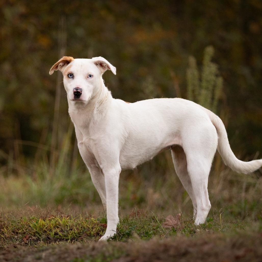 Enlarge Azul, a Adoptable mixed breed in Rossville, GA image 5/5
