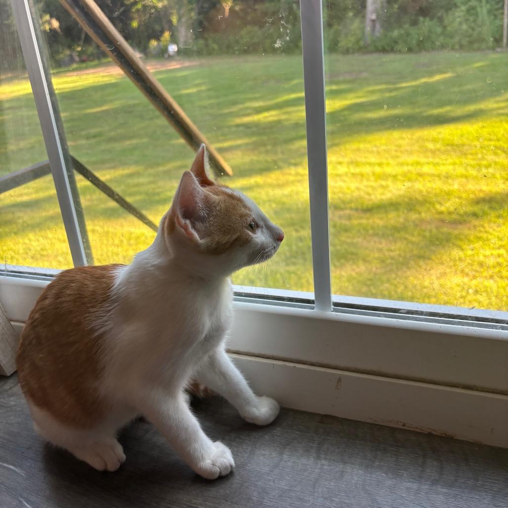 Edgar Ridge-BB, Adoptable, Young Male Domestic Short Hair.