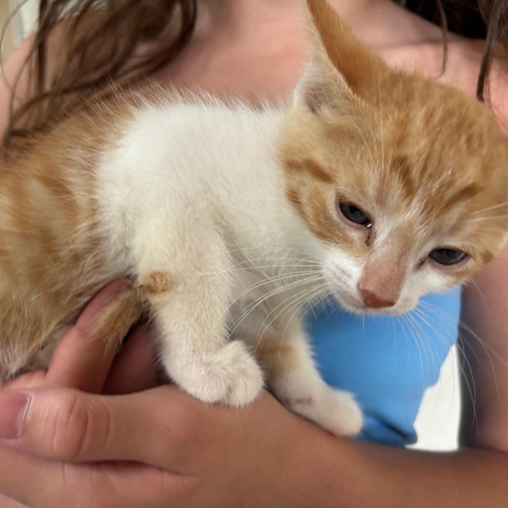 Edgar Ridge-BB, a Adoptable Domestic Short Hair in Tallahassee, FL image 3/3