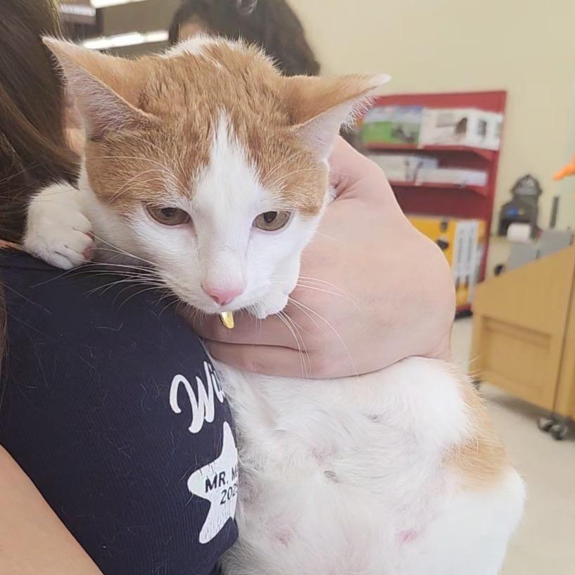 Enlarge Edgar Ridge-BB, a Adoptable Domestic Short Hair in Tallahassee, FL image 4/4