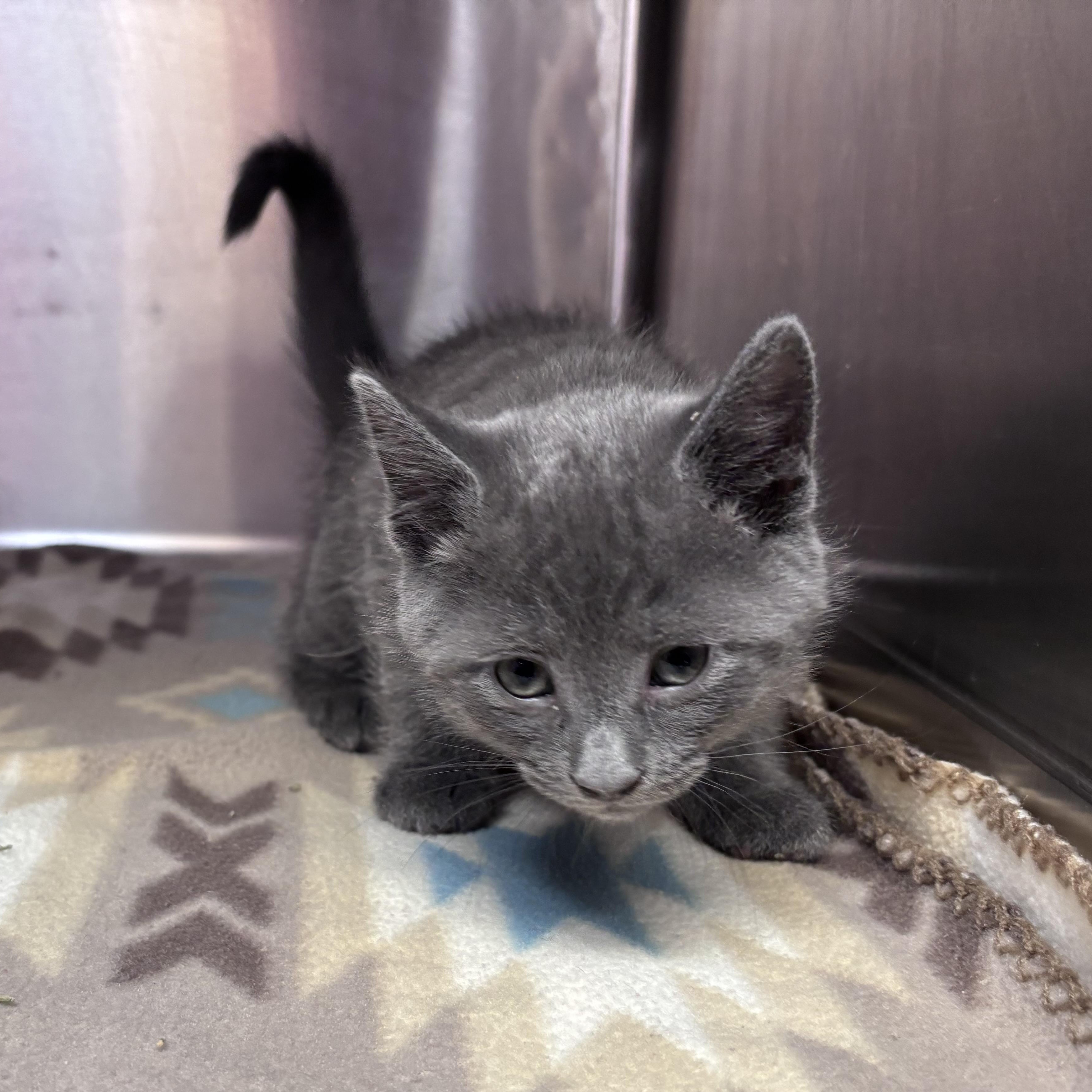 Rigatoni (Pasta Litter), a ADOPTABLE Domestic Short Hair in Acworth, GA image 5/5