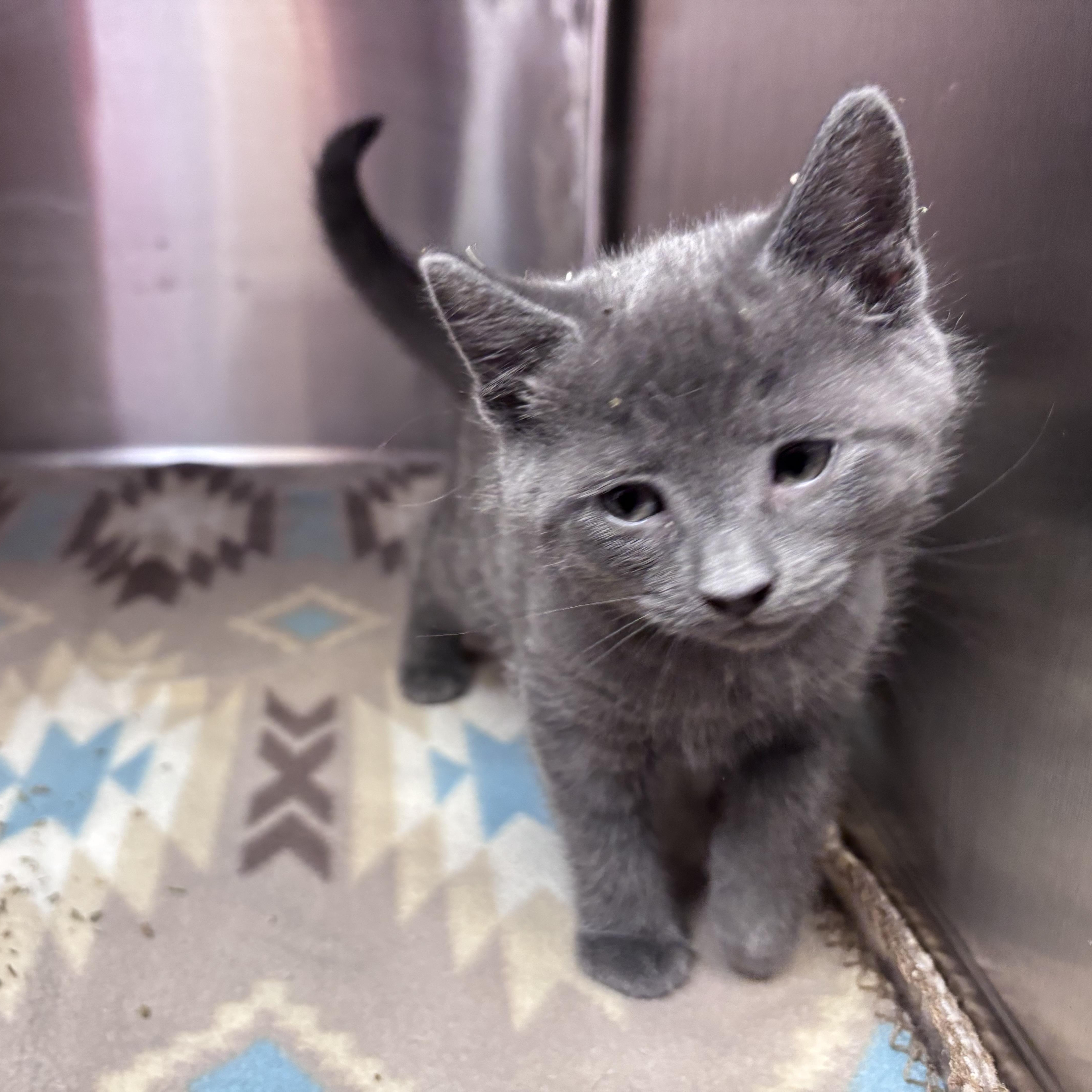 Rigatoni (Pasta Litter), a ADOPTABLE Domestic Short Hair in Acworth, GA image 1/5