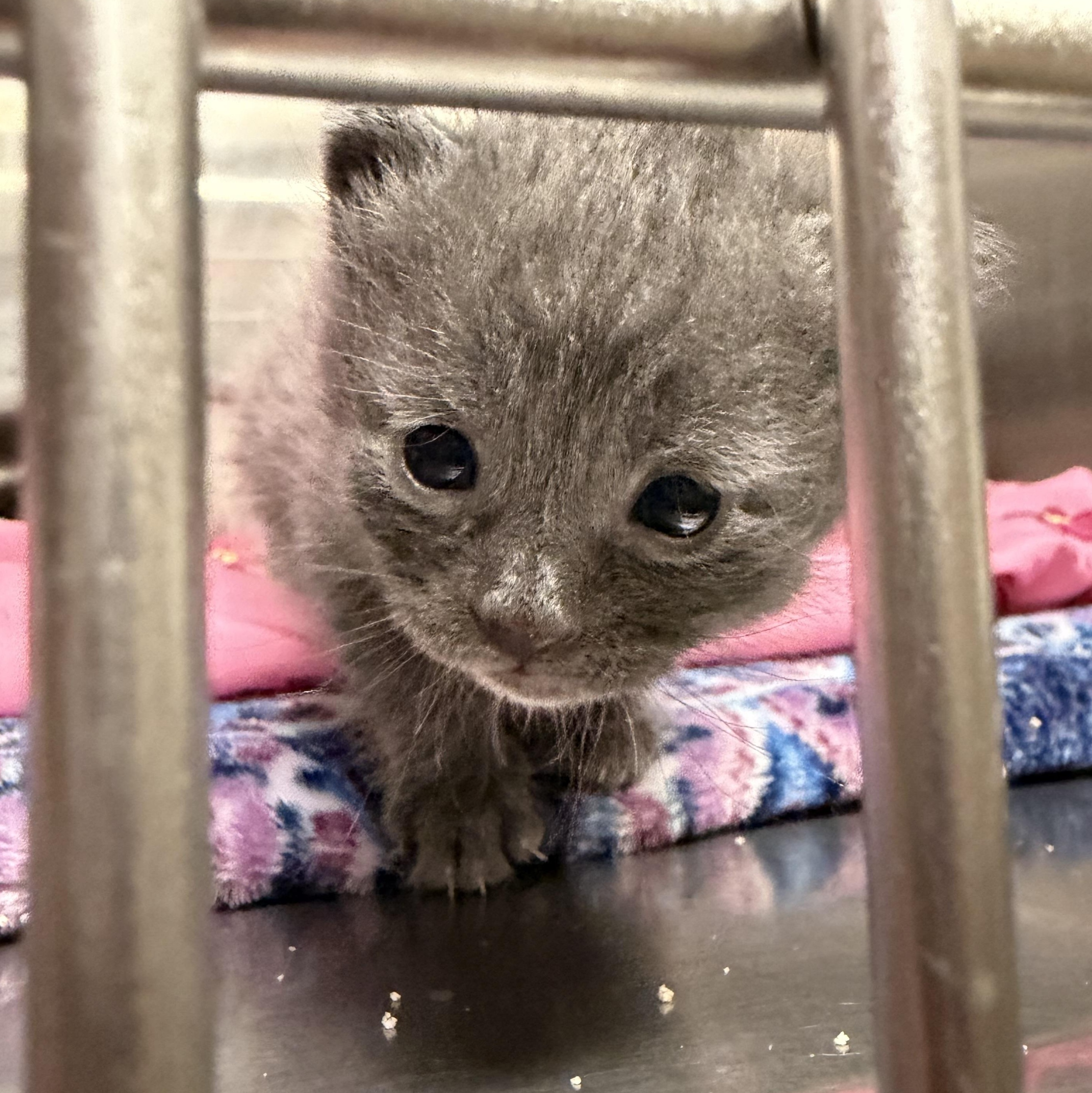 Rigatoni (Pasta Litter), a ADOPTABLE Domestic Short Hair in Acworth, GA image 4/5