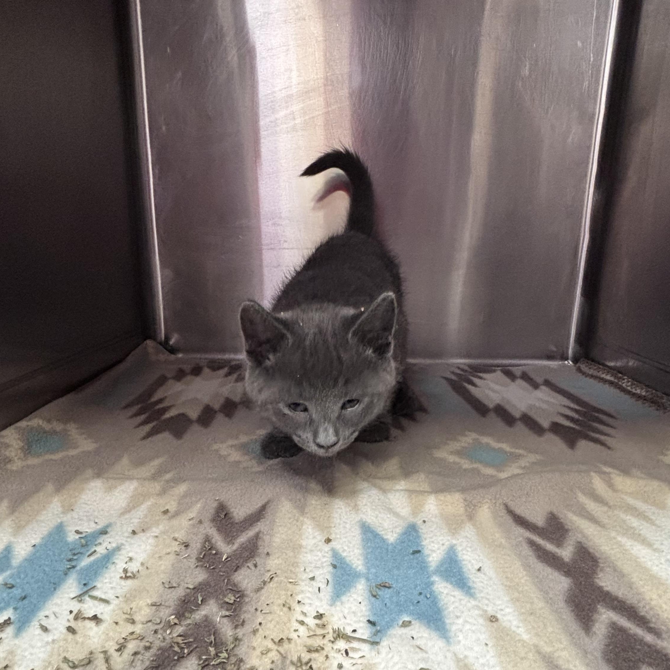 Rigatoni (Pasta Litter), a ADOPTABLE Domestic Short Hair in Acworth, GA image 3/5