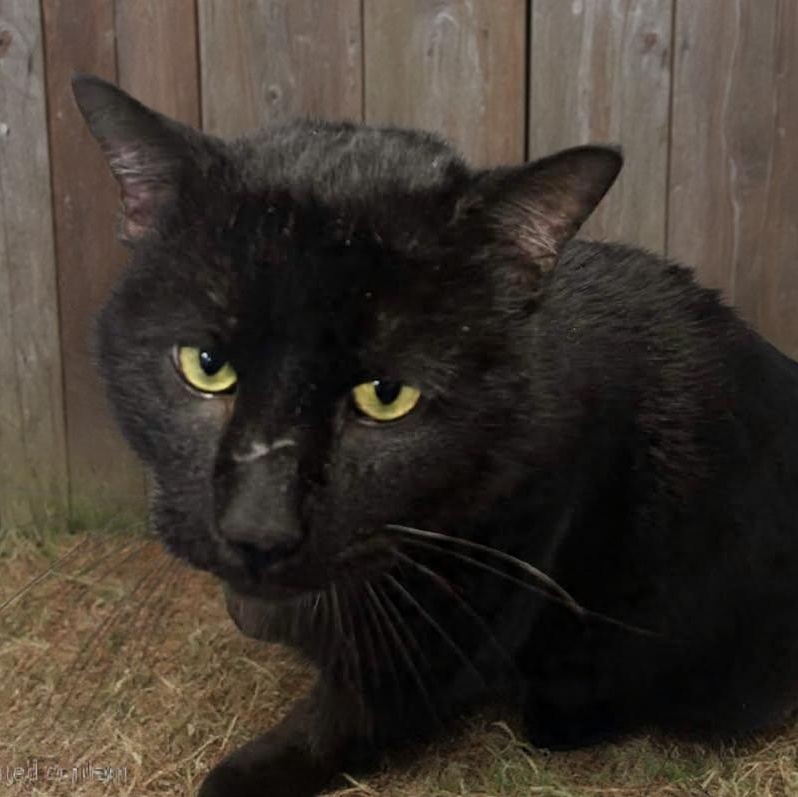 Enlarge Casanova , an adopted Domestic Short Hair in Xenia , OH image 5/5