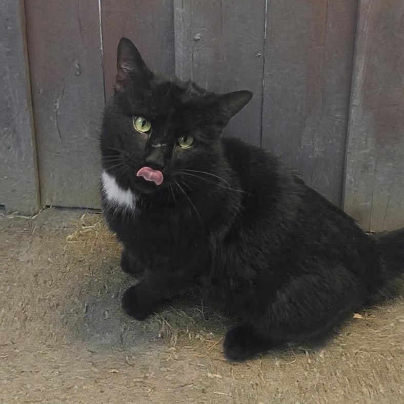 Casanova , adopted, Adult Male Domestic Short Hair.