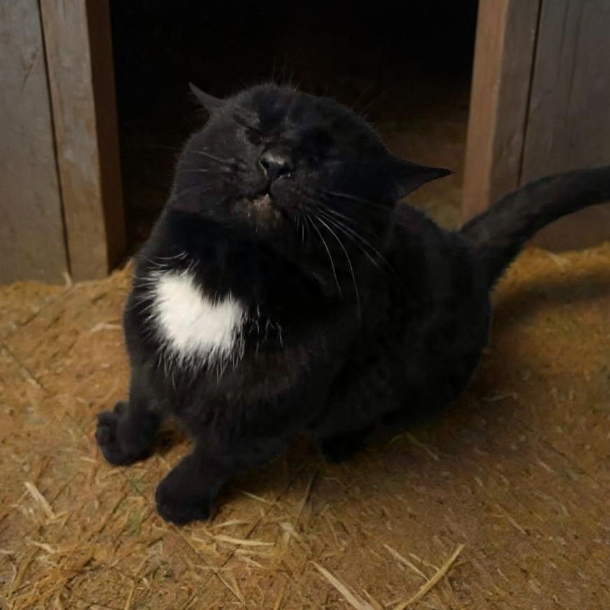 Enlarge Casanova , an adopted Domestic Short Hair in Xenia , OH image 4/5