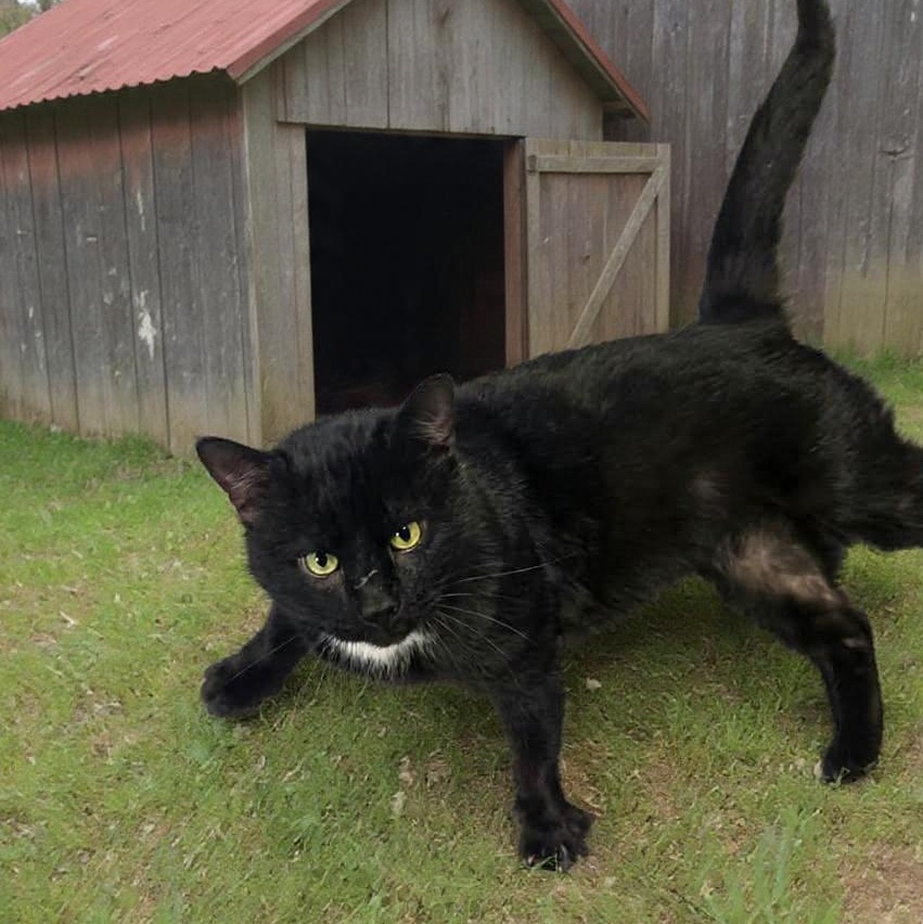 Enlarge Casanova , an adopted Domestic Short Hair in Xenia , OH image 2/5