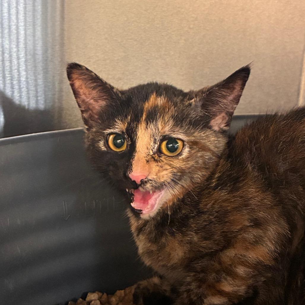 Enlarge Eowyn, a Adoptable Domestic Short Hair in Manhattan, KS image 1/1