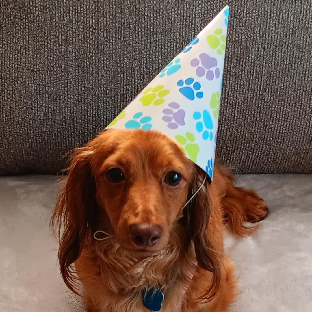 Gladys, Adoptable, Adult Female Dachshund (Miniature Long Haired).