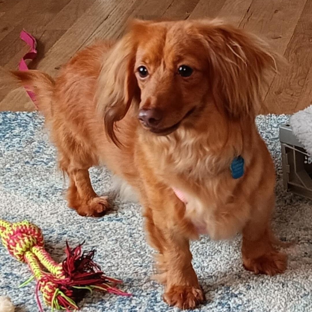 Gladys, a Adoptable Dachshund (Miniature Long Haired) in Omaha, NE image 2/3
