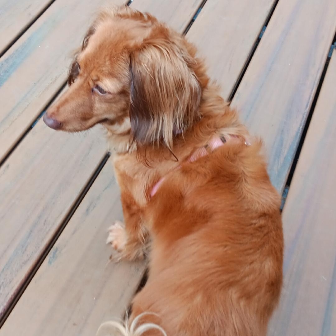 Gladys, a Adoptable Dachshund (Miniature Long Haired) in Omaha, NE image 3/3