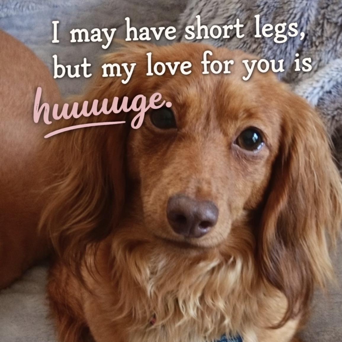 Enlarge Gladys, a Adoptable Dachshund (Miniature Long Haired) in Omaha, NE image 4/4