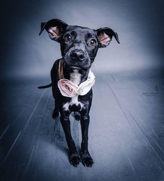 Bunny, Adopted, Adult Female Labrador Retriever & Mixed Breed.