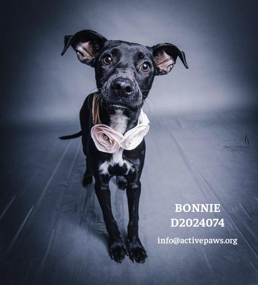 Enlarge Bunny, a Adopted mixed breed in CONROE, TX image 2/2