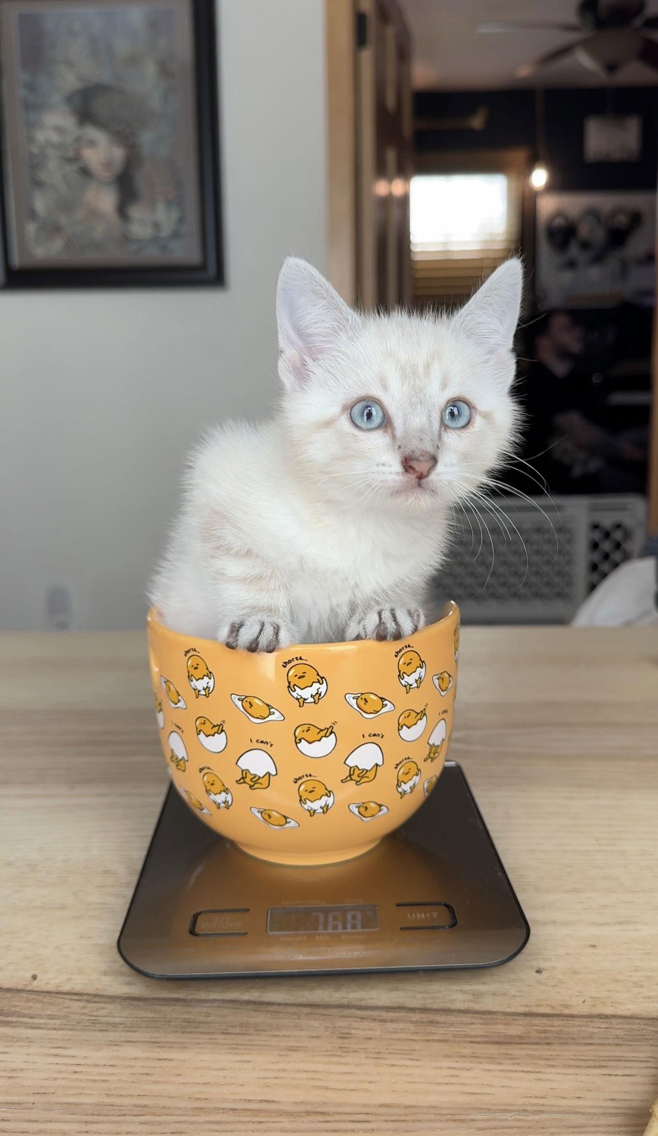 Stormy, Adopted, Kitten Male Domestic Short Hair.
