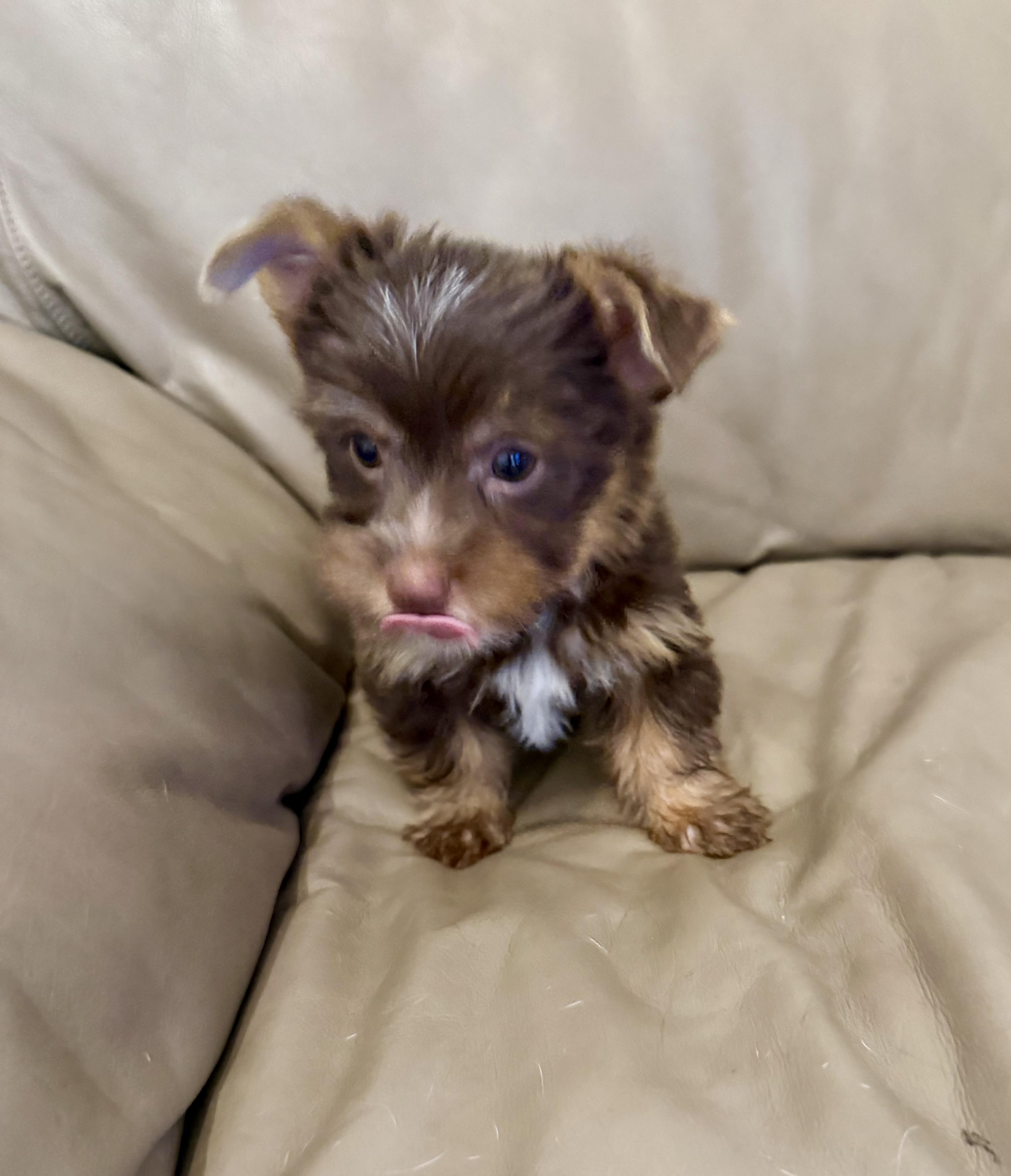 Enlarge LEO ONE Chocolate Yorkshire Terrier Puppy, a Adopted Yorkshire Terrier in Boca Raton, FL image 6/6