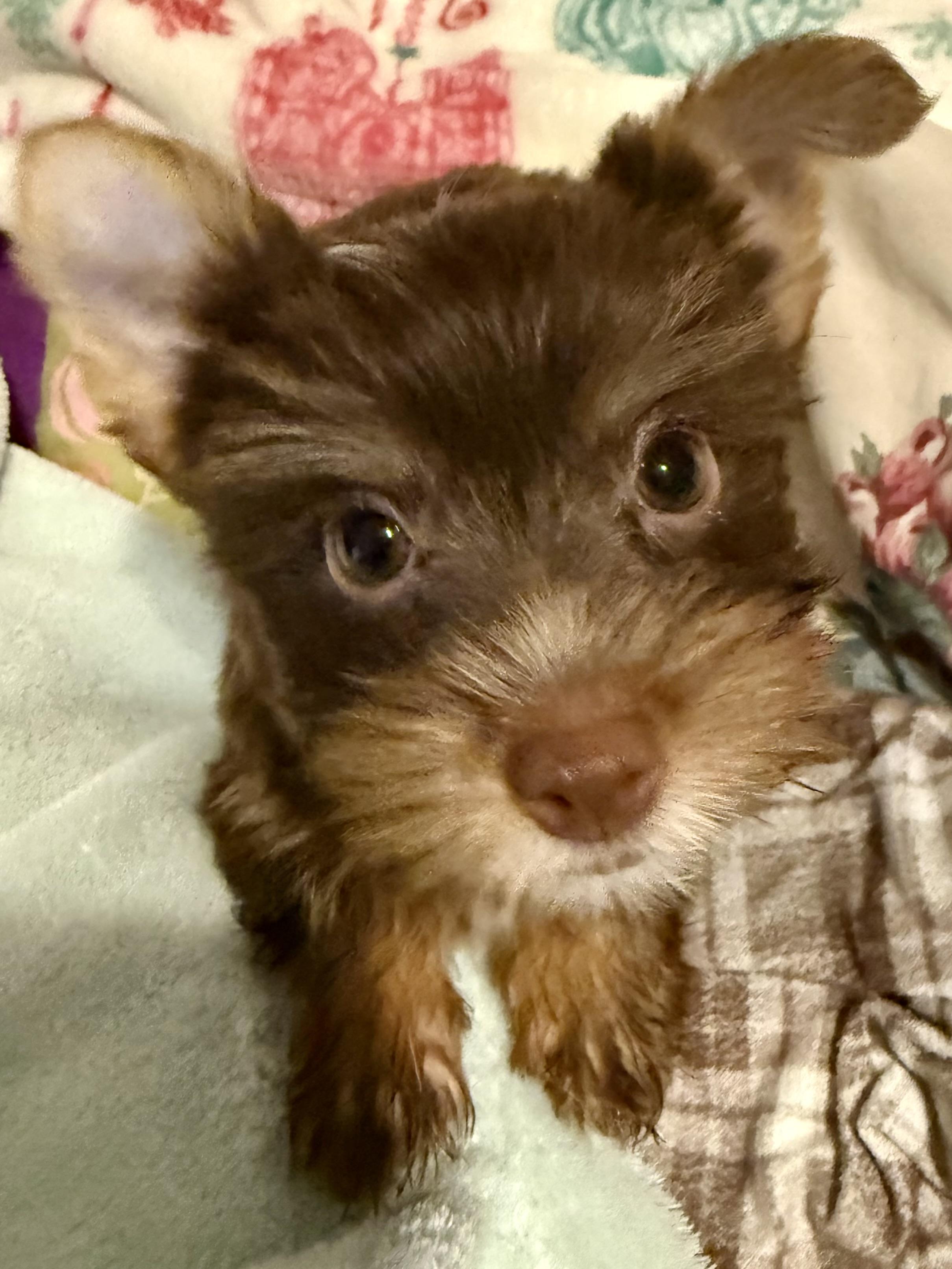 Enlarge LEO ONE Chocolate Yorkshire Terrier Puppy, a Adopted Yorkshire Terrier in Boca Raton, FL image 1/6
