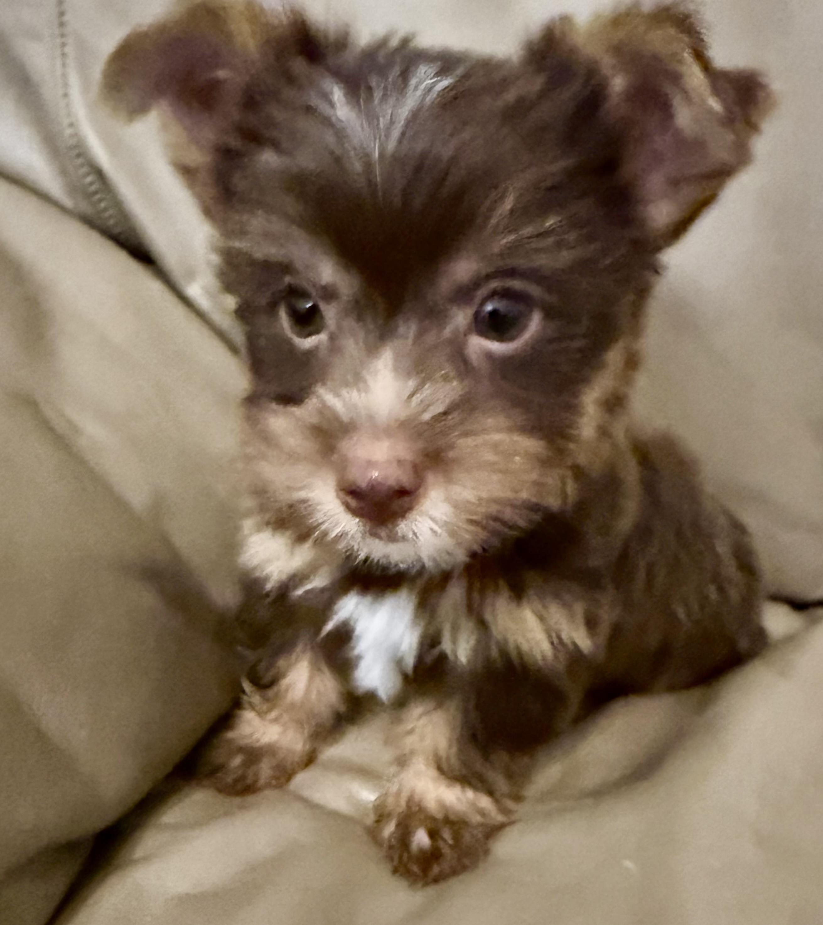 Enlarge LEO ONE Chocolate Yorkshire Terrier Puppy, a Adopted Yorkshire Terrier in Boca Raton, FL image 5/6