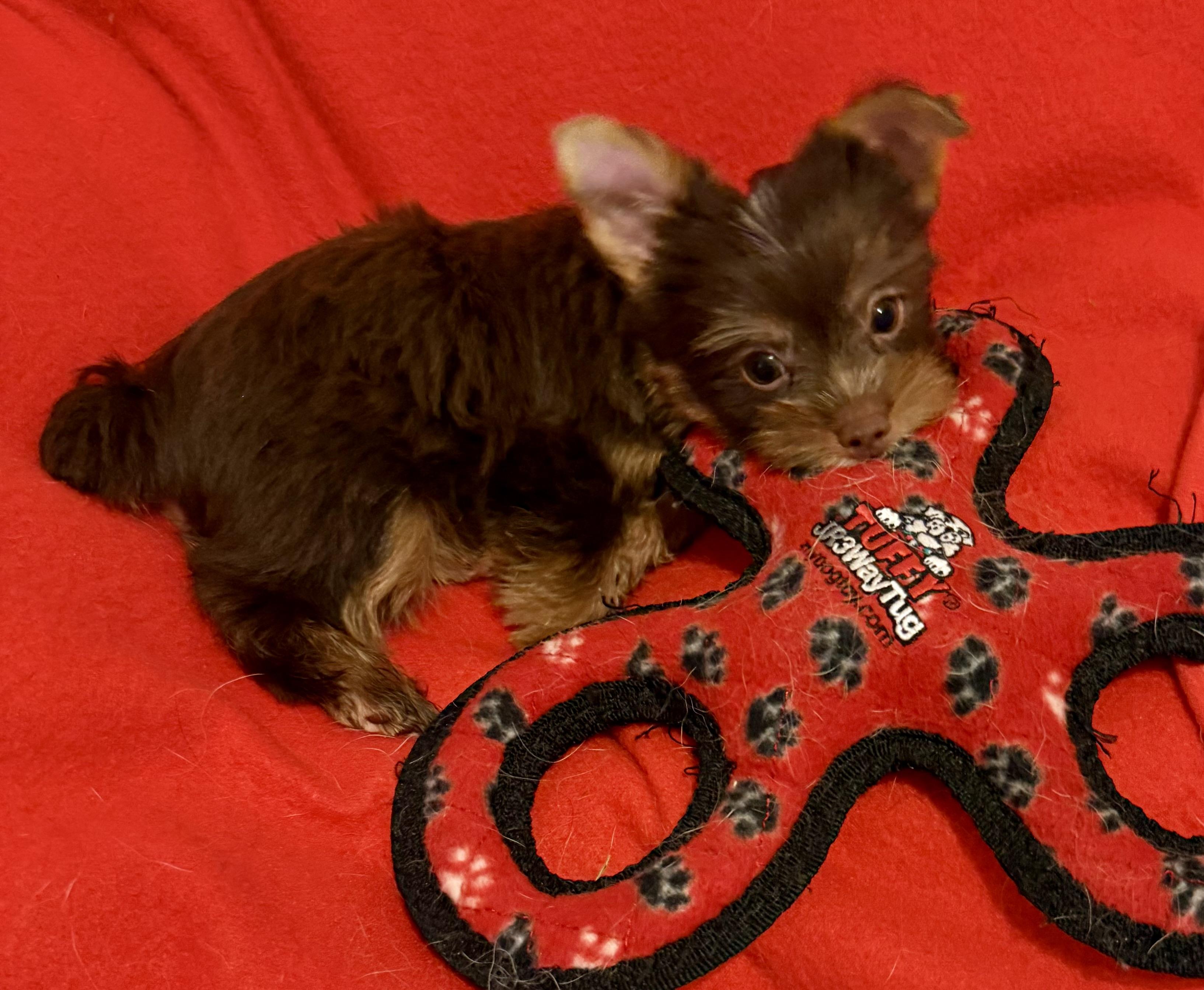 Enlarge LEO ONE Chocolate Yorkshire Terrier Puppy, a Adopted Yorkshire Terrier in Boca Raton, FL image 4/6