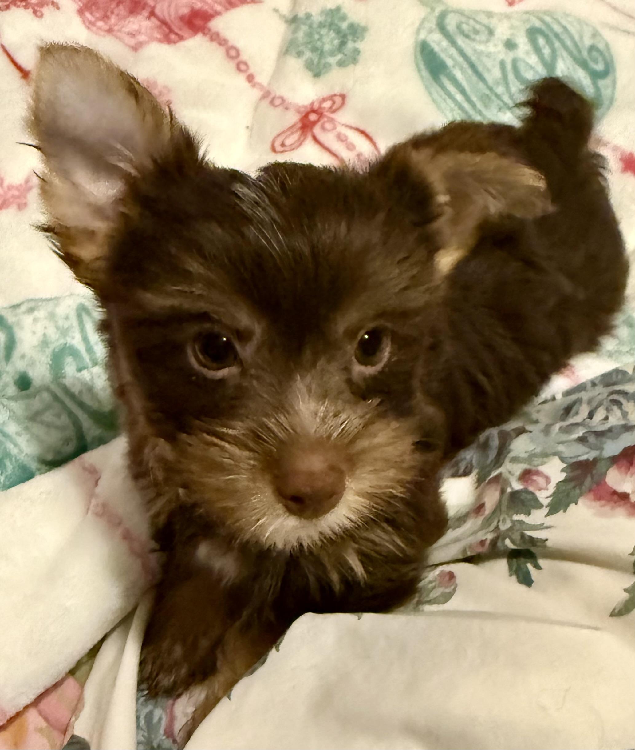 Enlarge LEO ONE Chocolate Yorkshire Terrier Puppy, a Adopted Yorkshire Terrier in Boca Raton, FL image 3/6