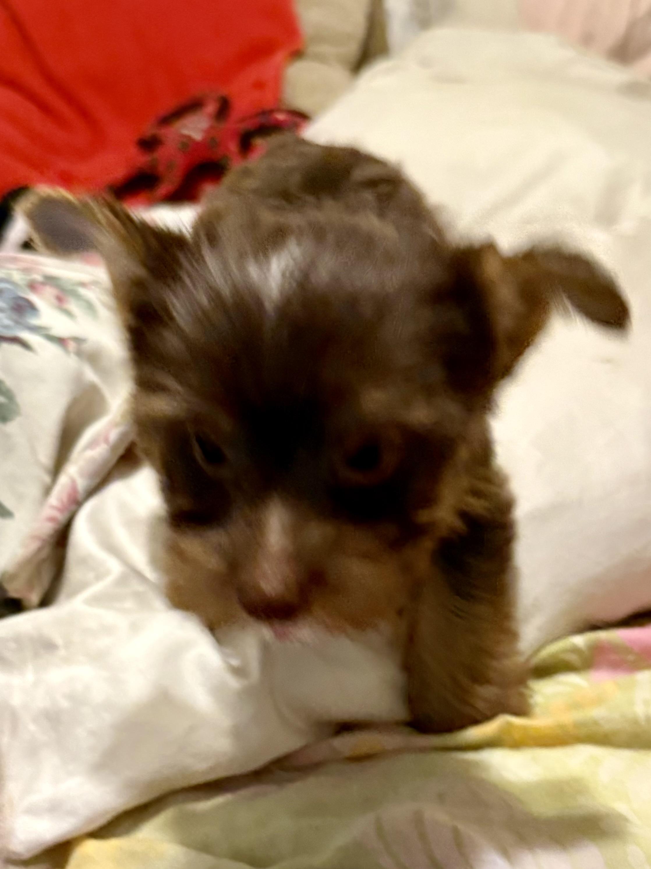 Enlarge LEO ONE Chocolate Yorkshire Terrier Puppy, a Adopted Yorkshire Terrier in Boca Raton, FL image 2/6