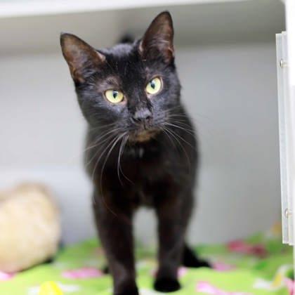 Enlarge Effie, a Adoptable mixed breed in Atlanta, GA image 1/3