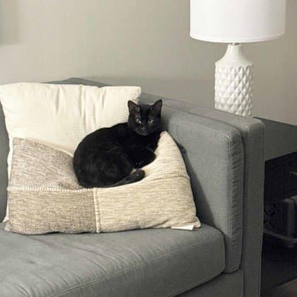 Effie, Adoptable, Adult Female Domestic Short Hair.