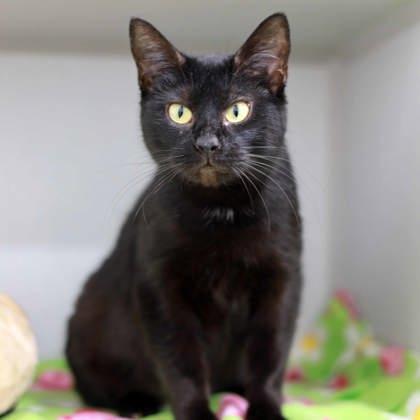 Effie, a Adoptable mixed breed in Atlanta, GA image 3/3