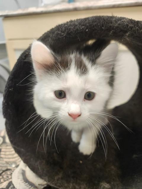 Enlarge Leo, an adopted Domestic Short Hair in Brockport, NY image 1/1