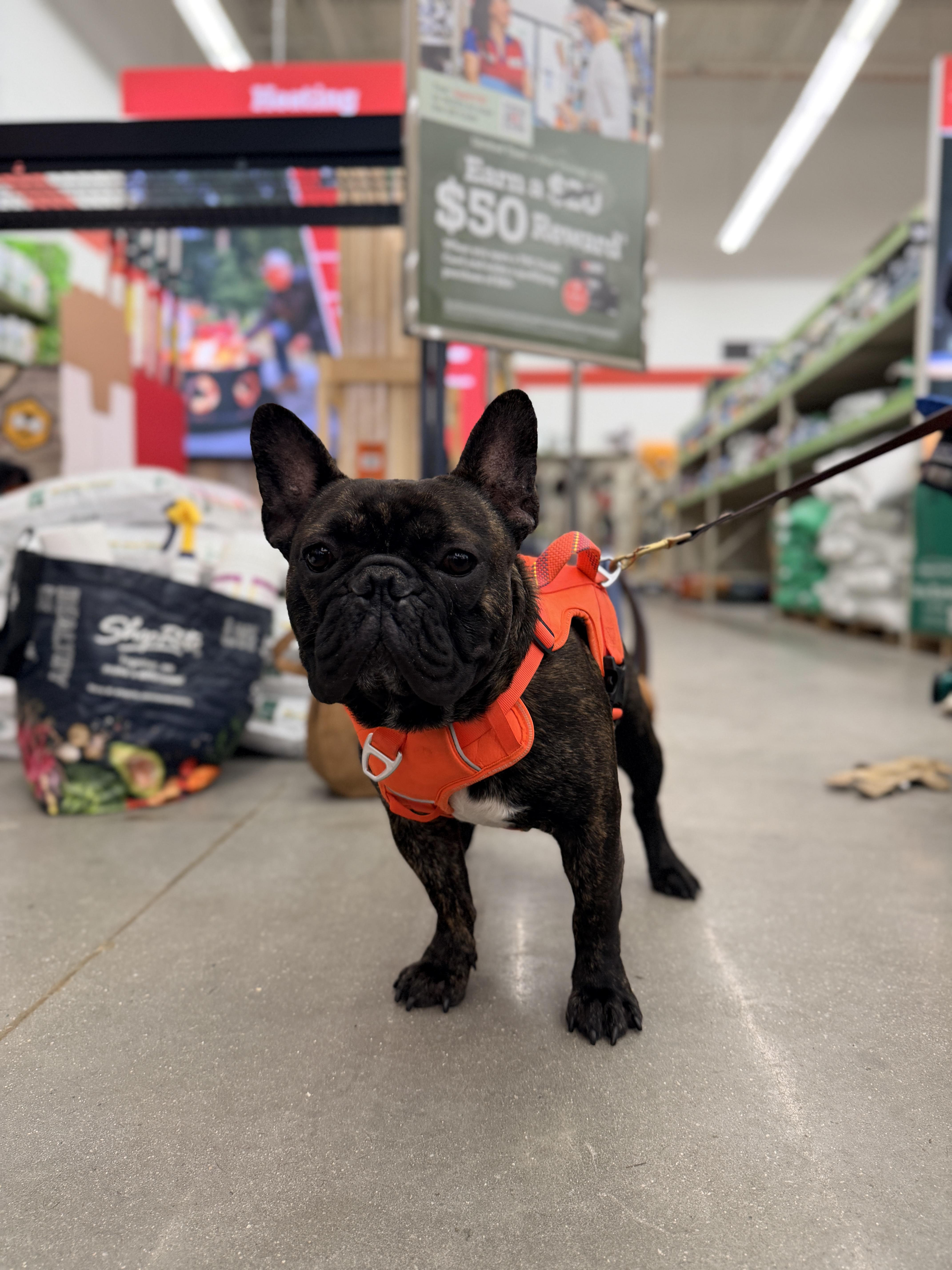 Enlarge Leon, an adopted French Bulldog in AUDUBON, NJ image 2/2