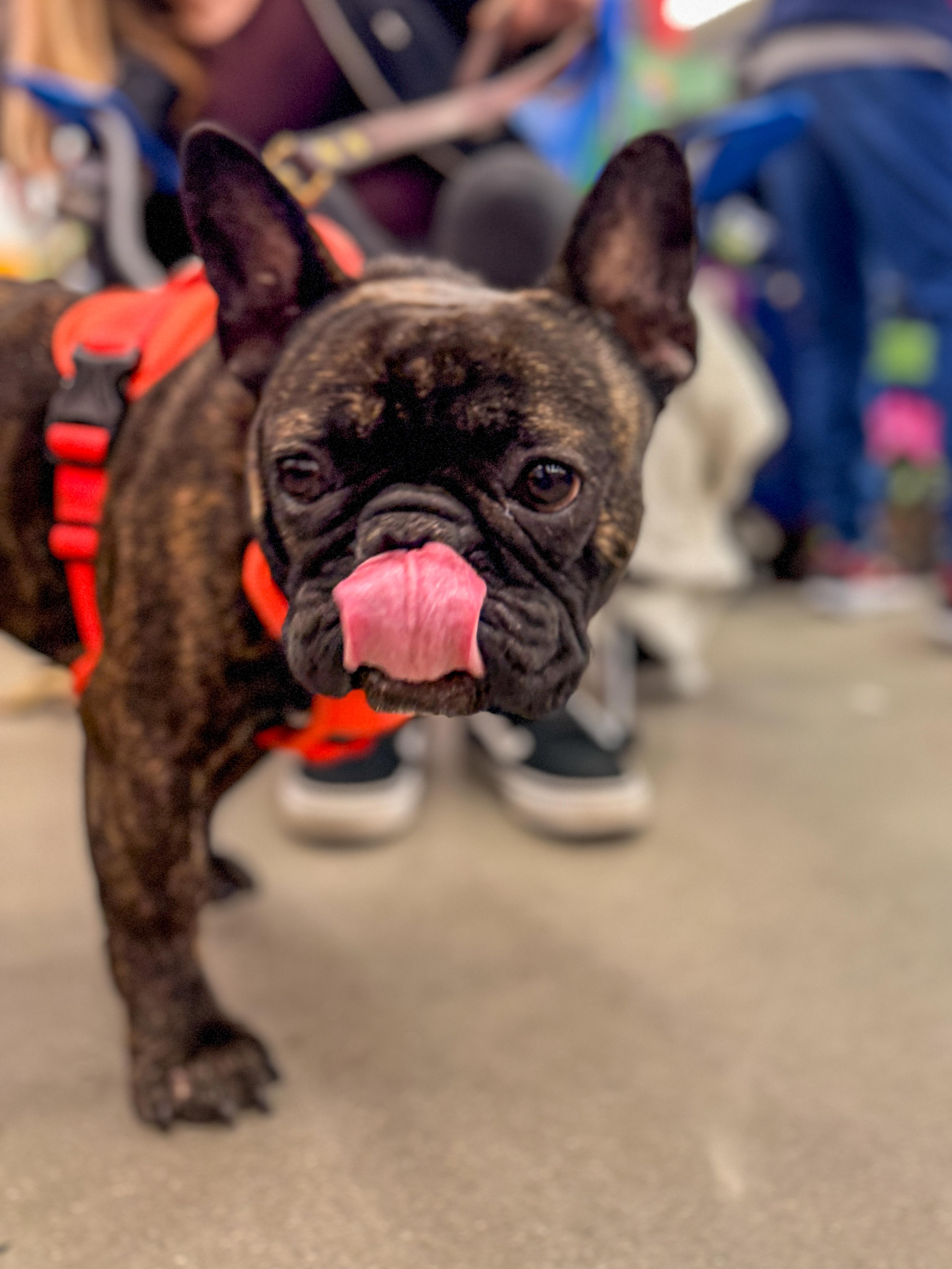Leon, ADOPTABLE, Adult Male French Bulldog.