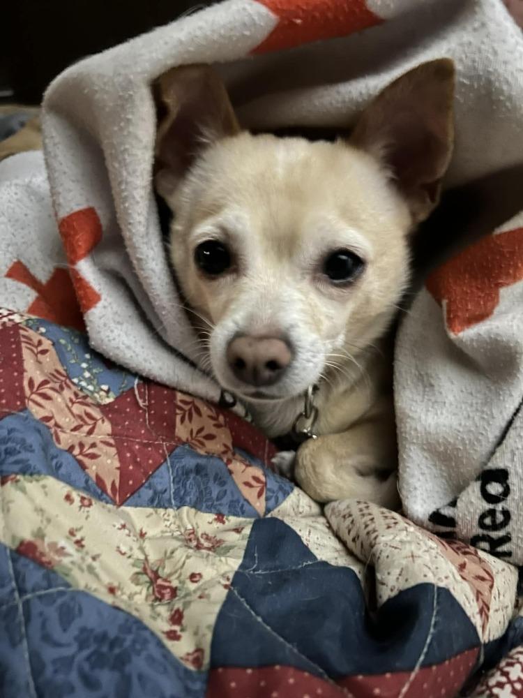 Enlarge Reno, a Adoptable Chihuahua in harrison city, PA image 1/4