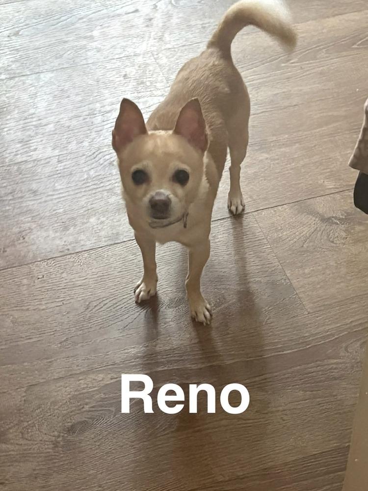 Enlarge Reno, a Adoptable Chihuahua in harrison city, PA image 2/4