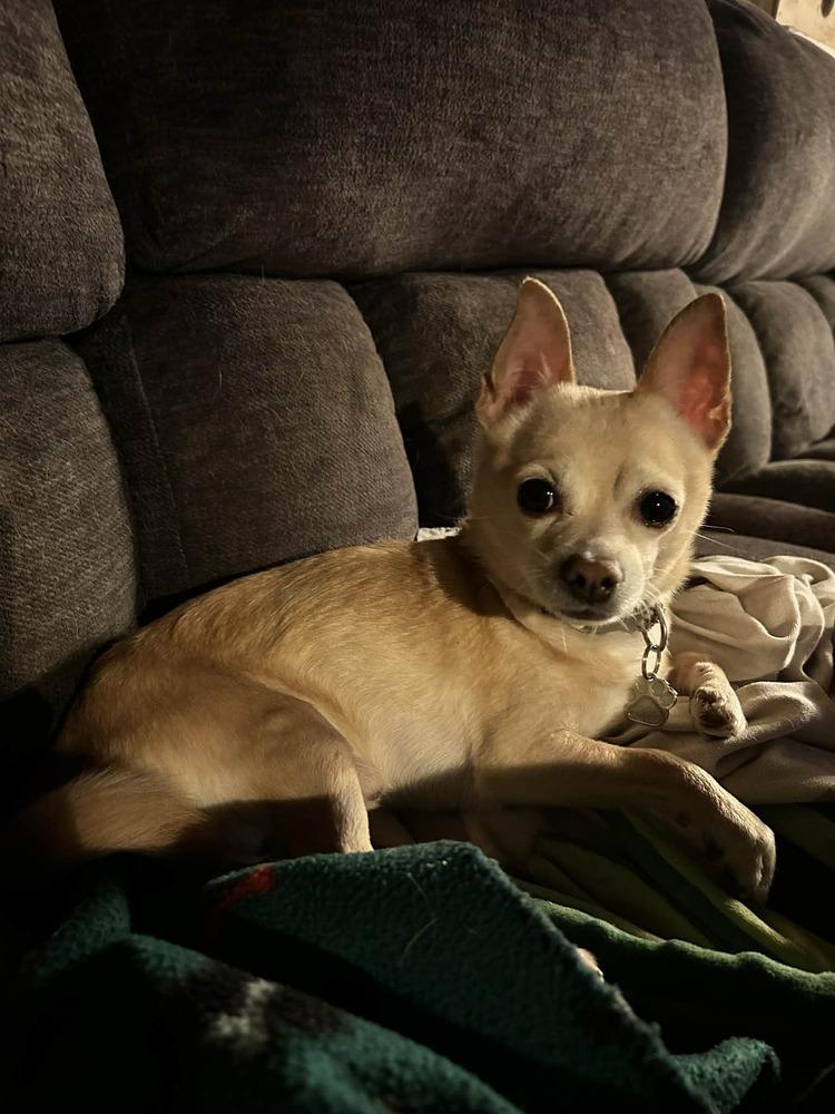 Enlarge Reno, a Adoptable Chihuahua in harrison city, PA image 3/4