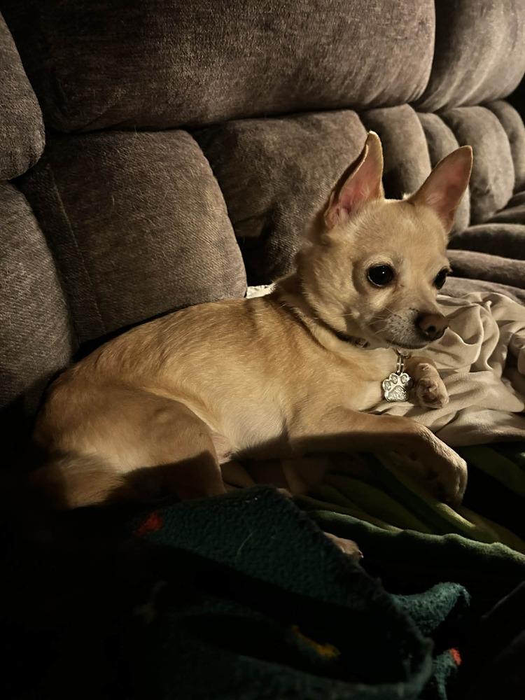 Enlarge Reno, a Adoptable Chihuahua in harrison city, PA image 4/4
