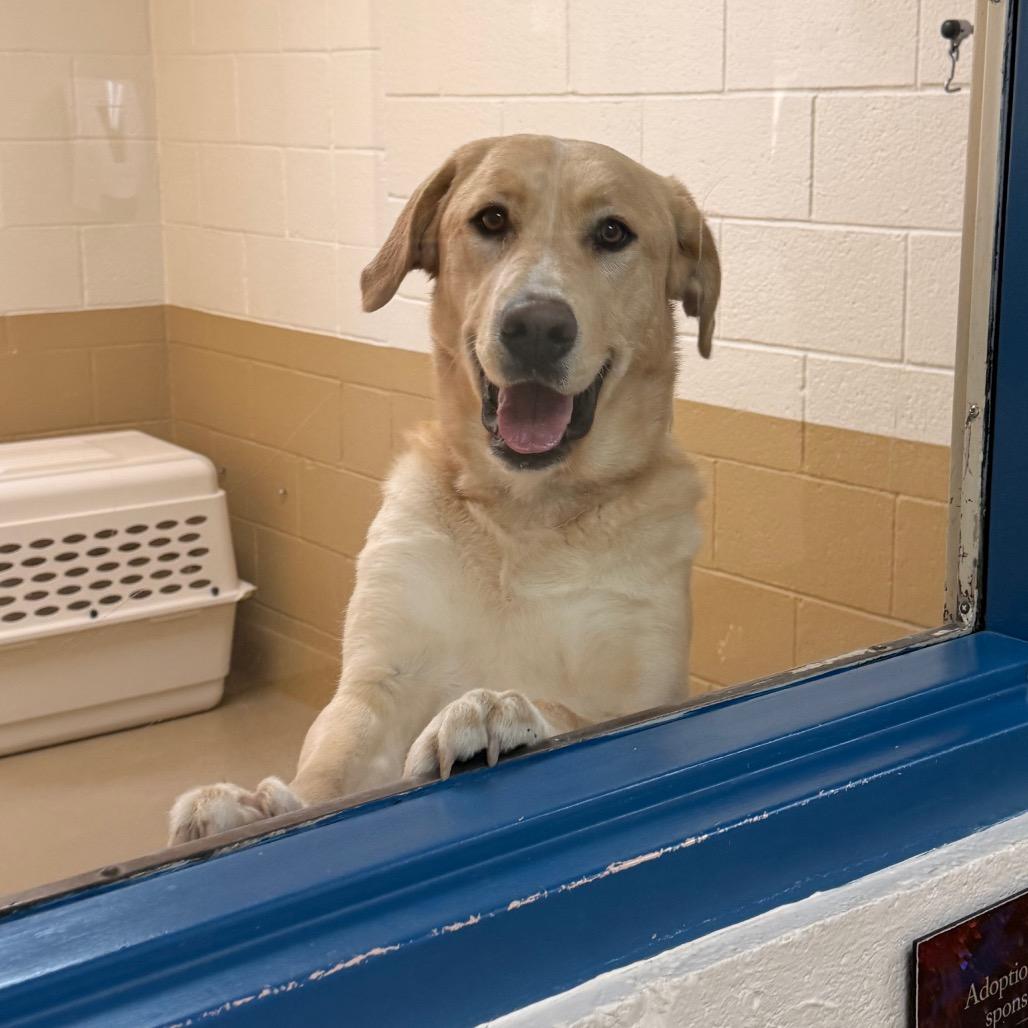 Ostara, Adoptable, Young Female Retriever & Great Pyrenees.