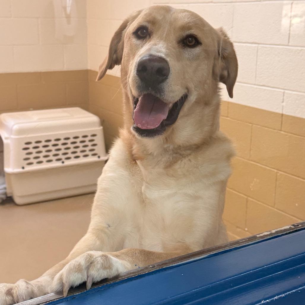 Enlarge Ostara, a Adoptable mixed breed in Incline Village, NV image 2/3