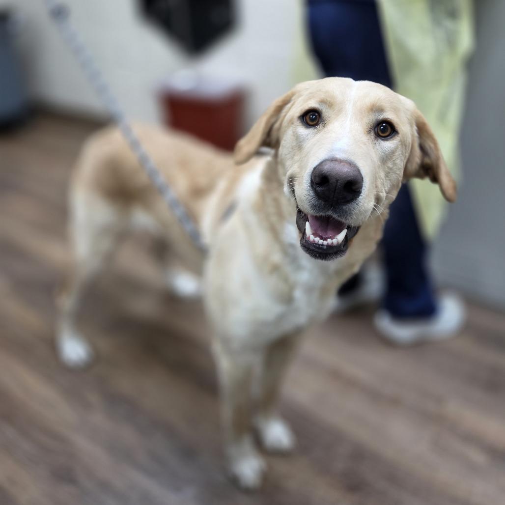 Enlarge Ostara, a Adoptable mixed breed in Incline Village, NV image 3/3
