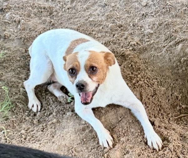 Rose Alice π€π π¨π¦, Adoptable, Adult Female Jack Russell Terrier.