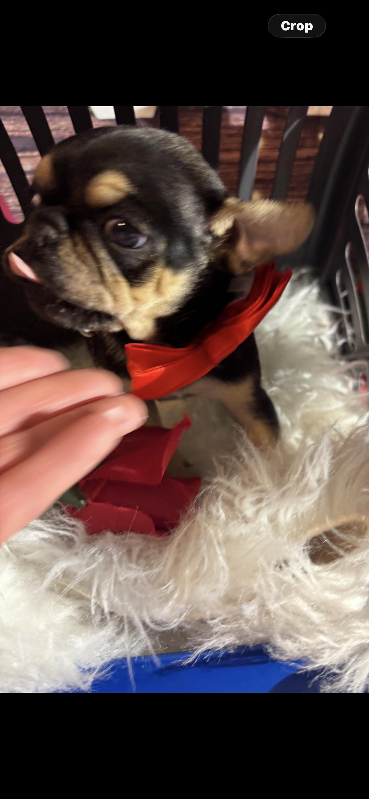 Enlarge Bubba, an adopted Pug in Cottonwood, CA image 4/4