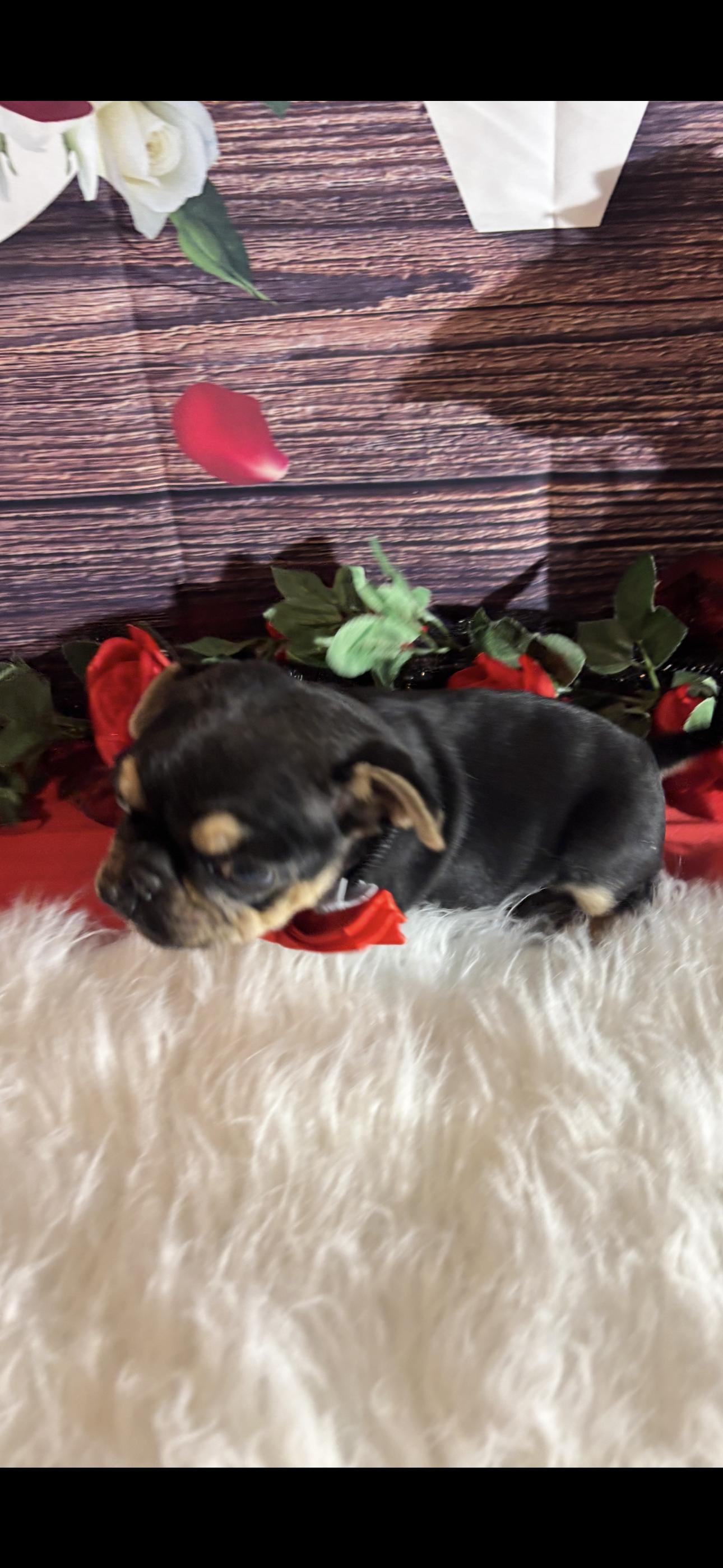 Enlarge Bubba, an adopted Pug in Cottonwood, CA image 2/4