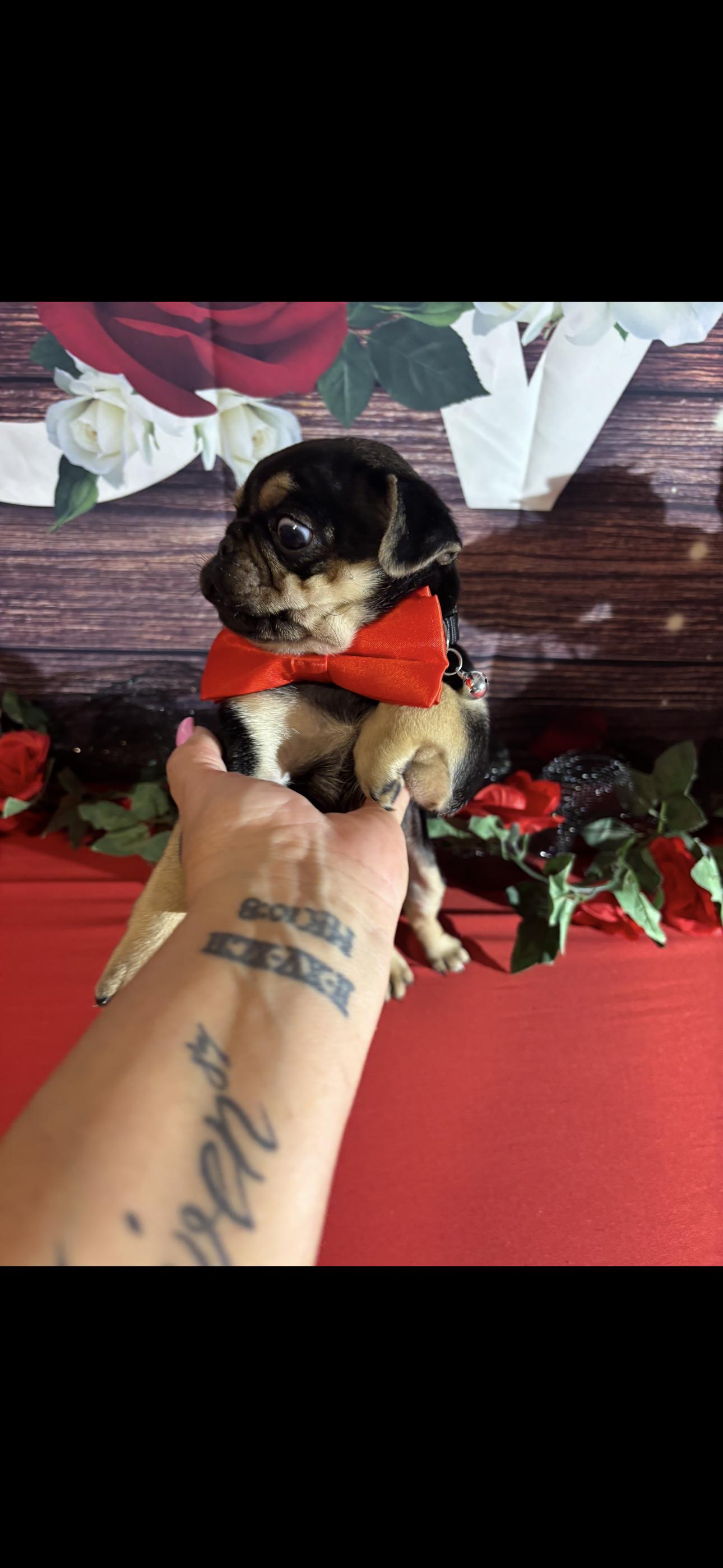 Enlarge Bubba, an adopted Pug in Cottonwood, CA image 3/4