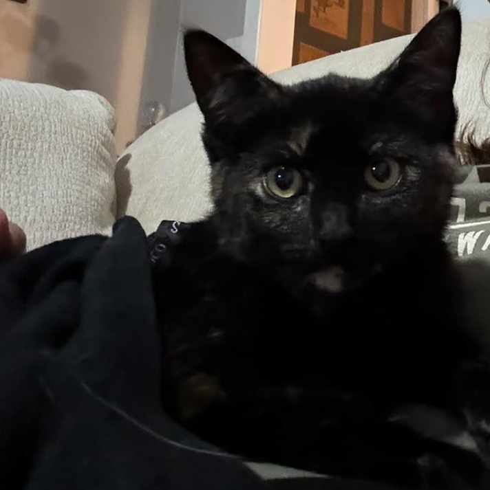 Enlarge Firefly, a ADOPTABLE Domestic Short Hair in Cambridge, ON image 3/3