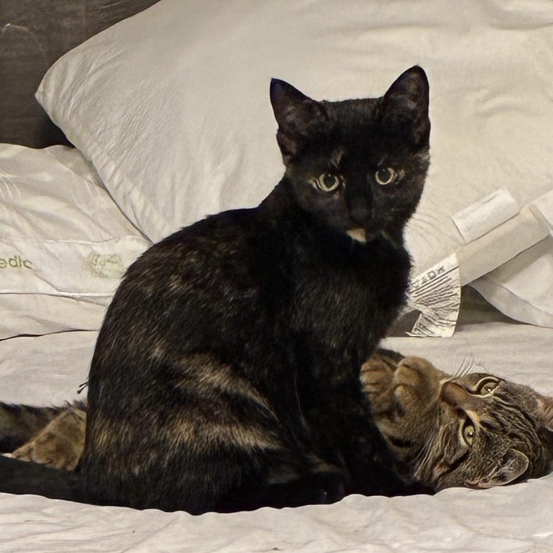 Enlarge Firefly, a ADOPTABLE Domestic Short Hair in Cambridge, ON image 1/3