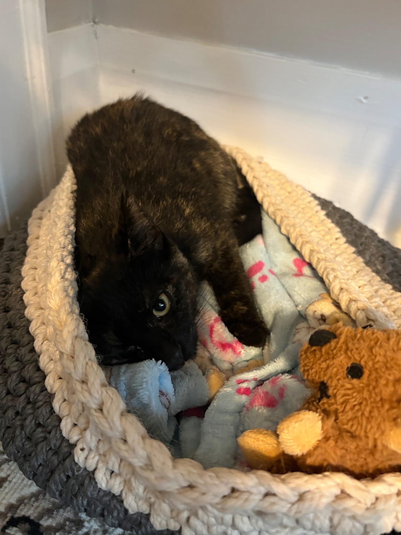Enlarge Firefly, a ADOPTABLE Domestic Short Hair in Cambridge, ON image 2/3