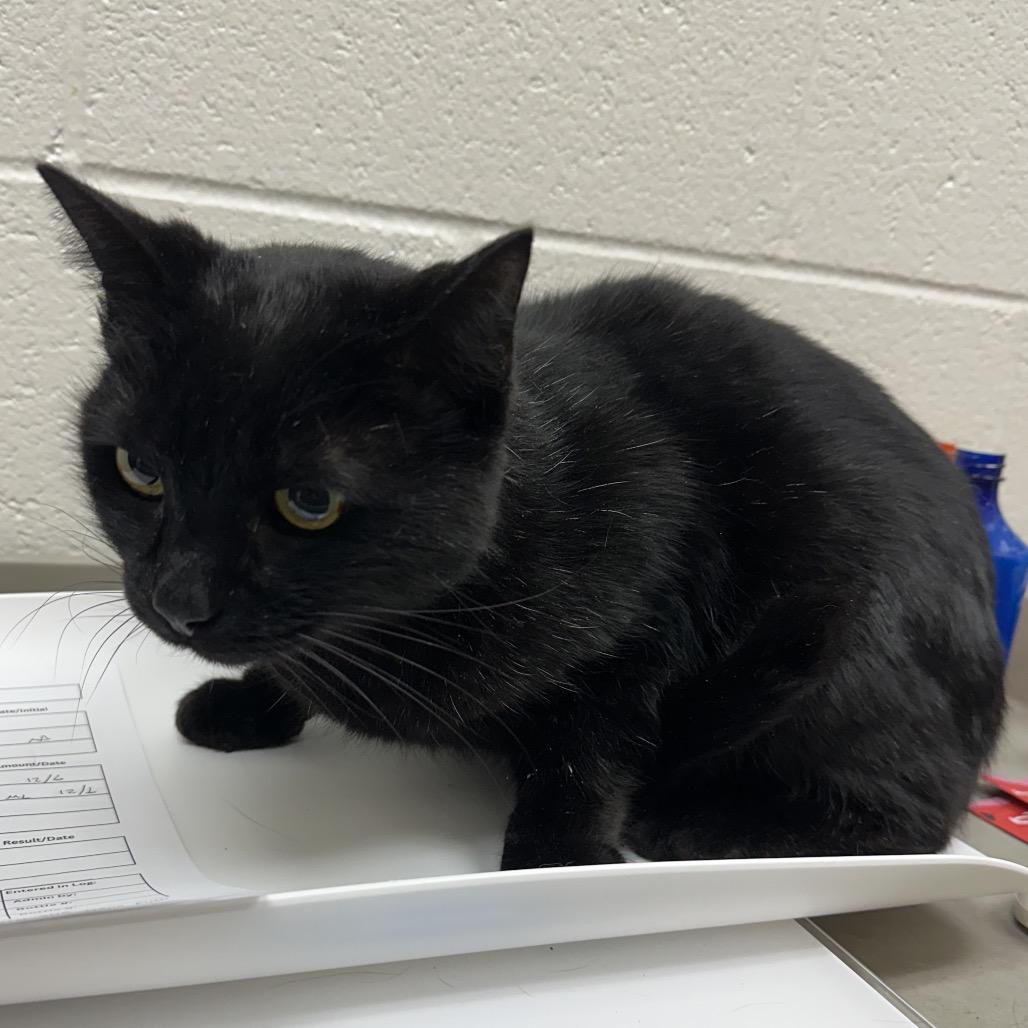 Enlarge Scarf, a Adoptable Domestic Short Hair in Grand Rapids, MI image 1/1